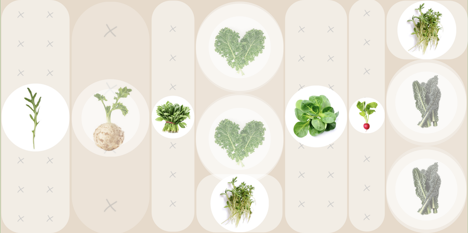 mixed culture with cabbage