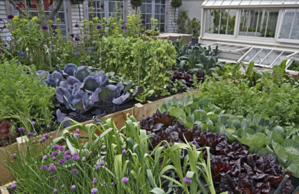 What to Plant With Cabbage: Good and Bad Companion Plants