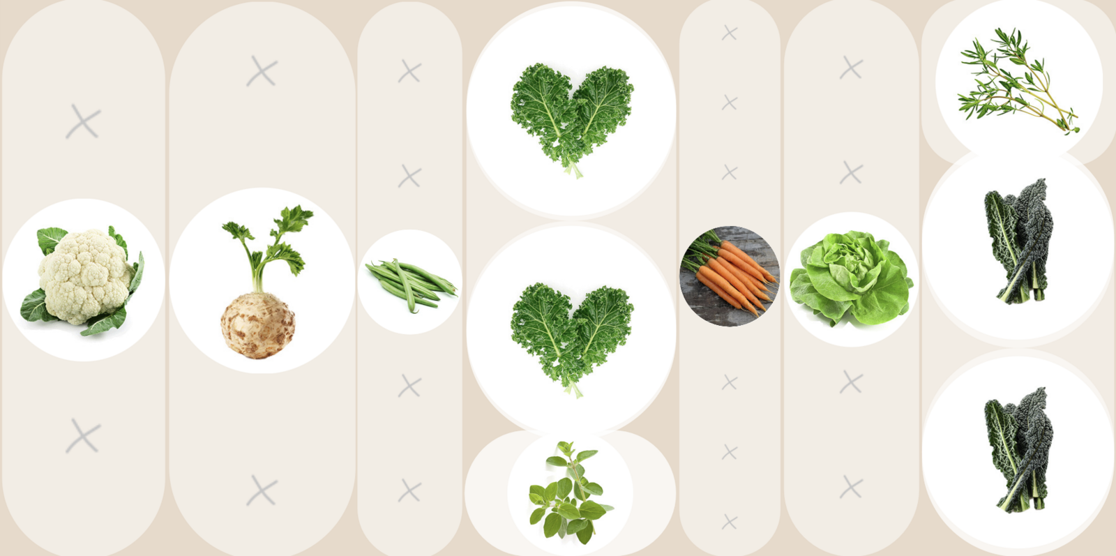 planting plan mixed culture with cabbage