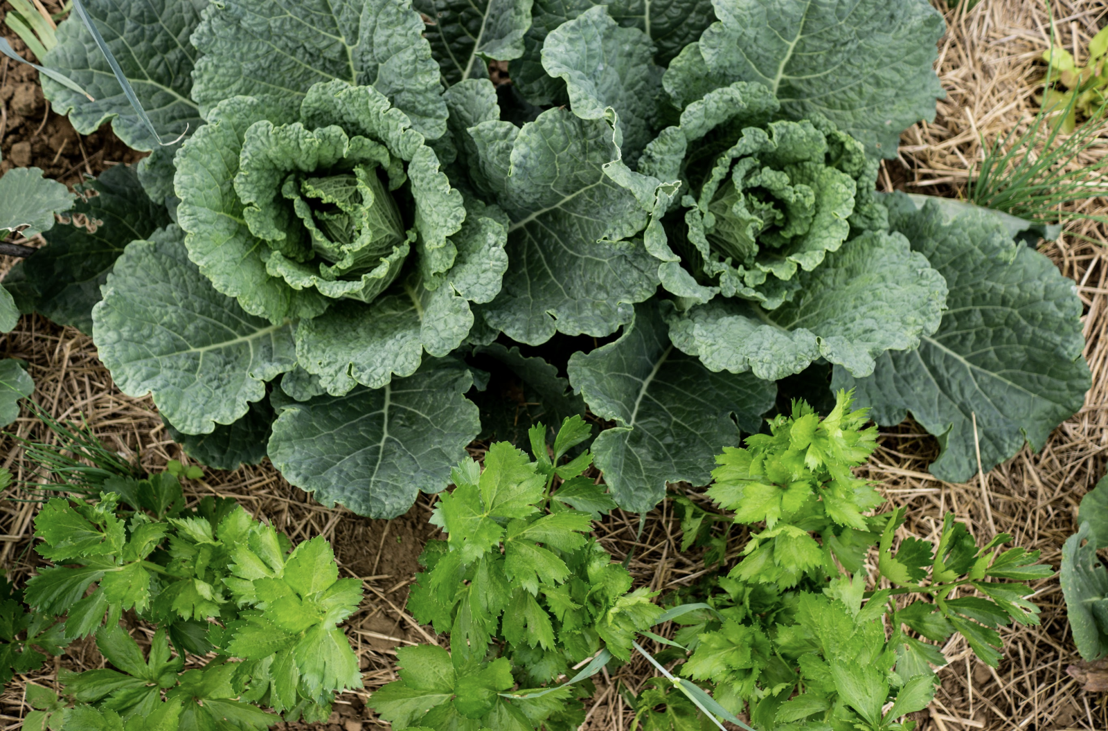 Mischkultur Kohl und Sellerie