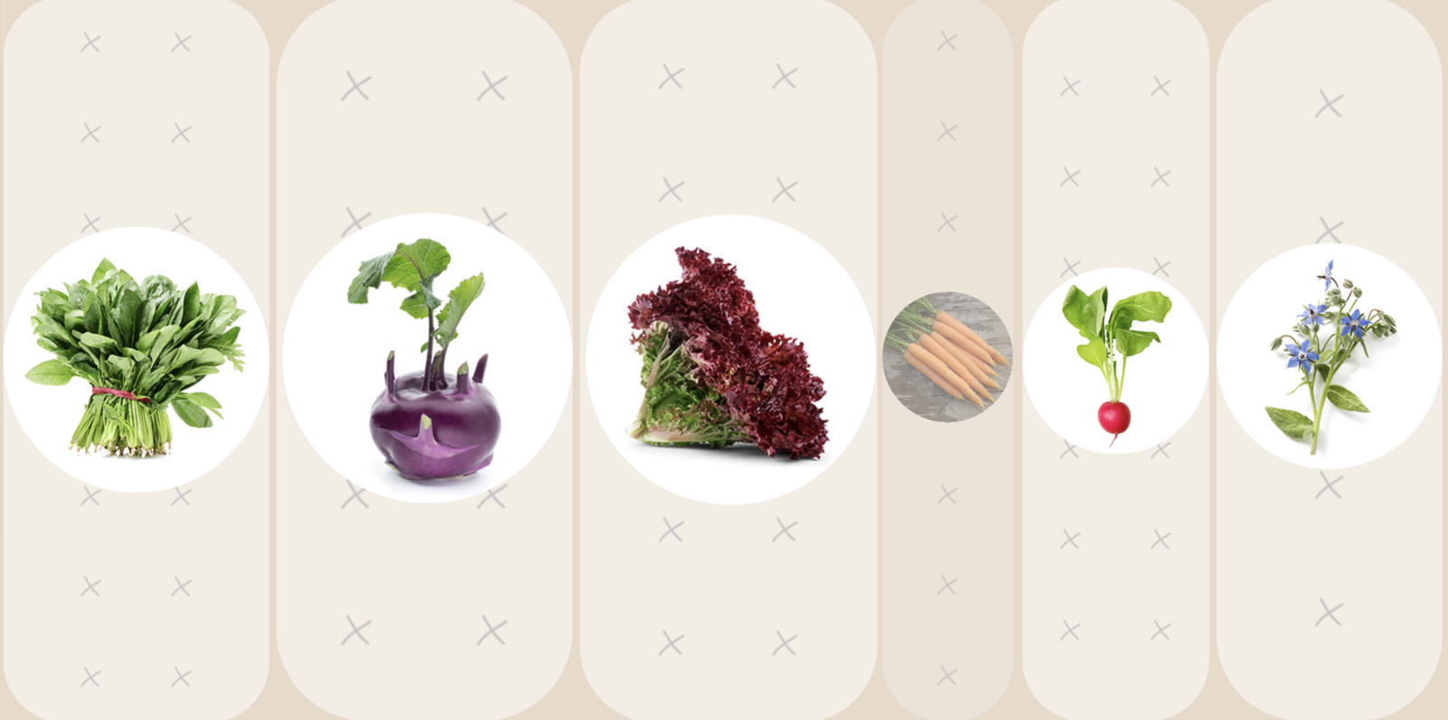 planting plan with cabbage