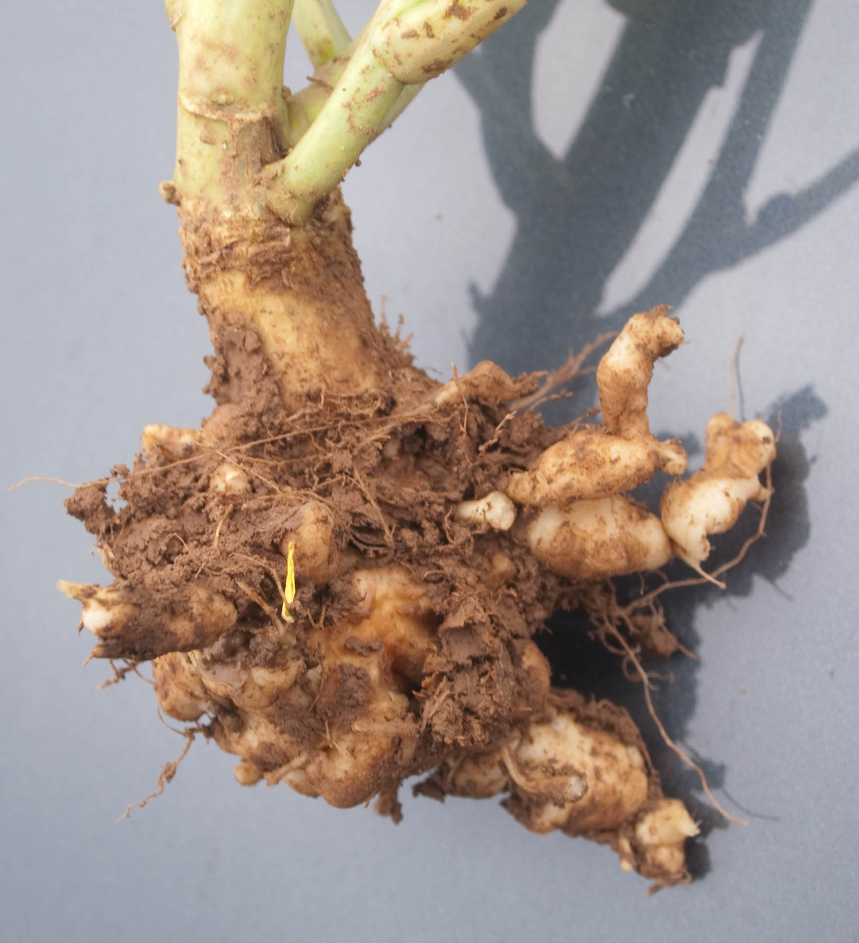 Cabbage hernia on cabbage plants