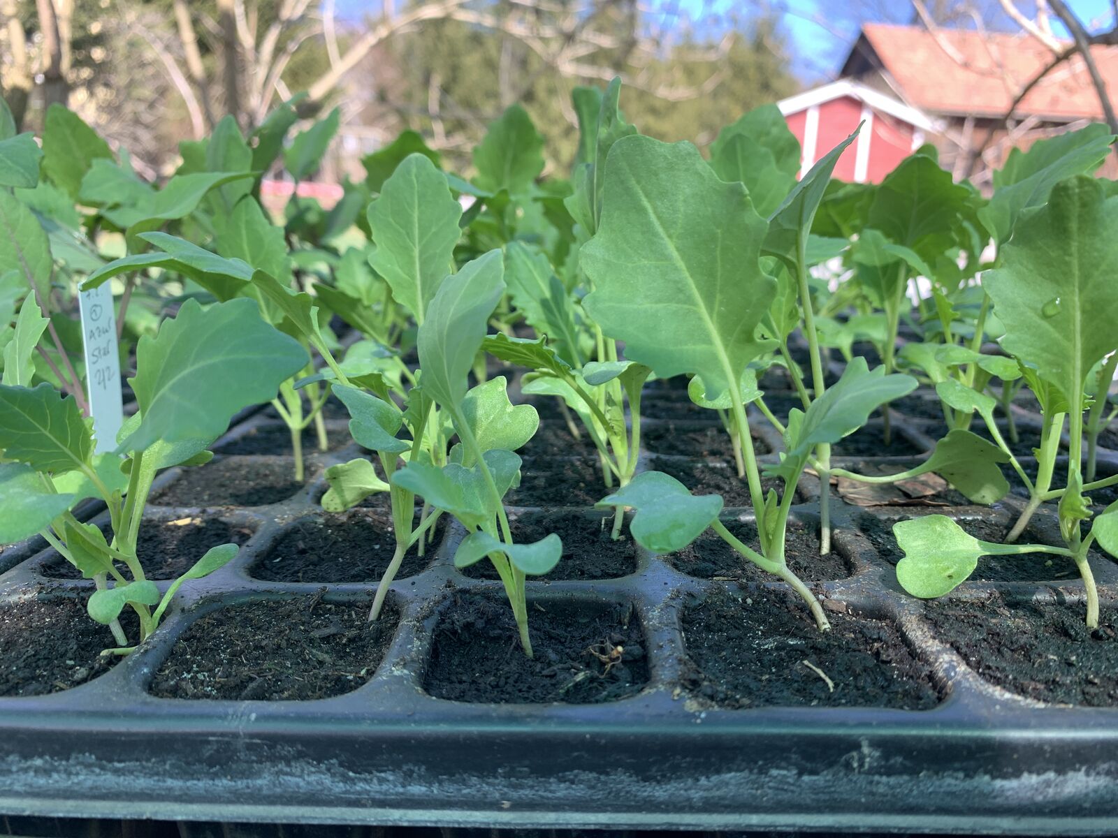 Growing cabbage seedlings