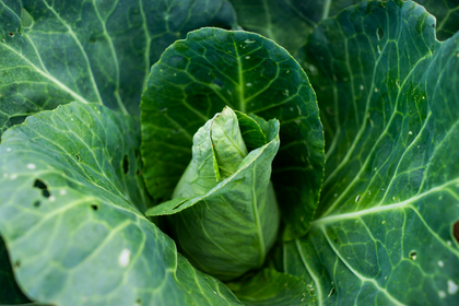 Kohl pflanzen und anbauen: Eine Übersicht