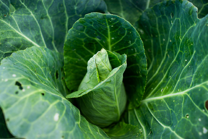Kohl pflanzen und anbauen: Eine Übersicht