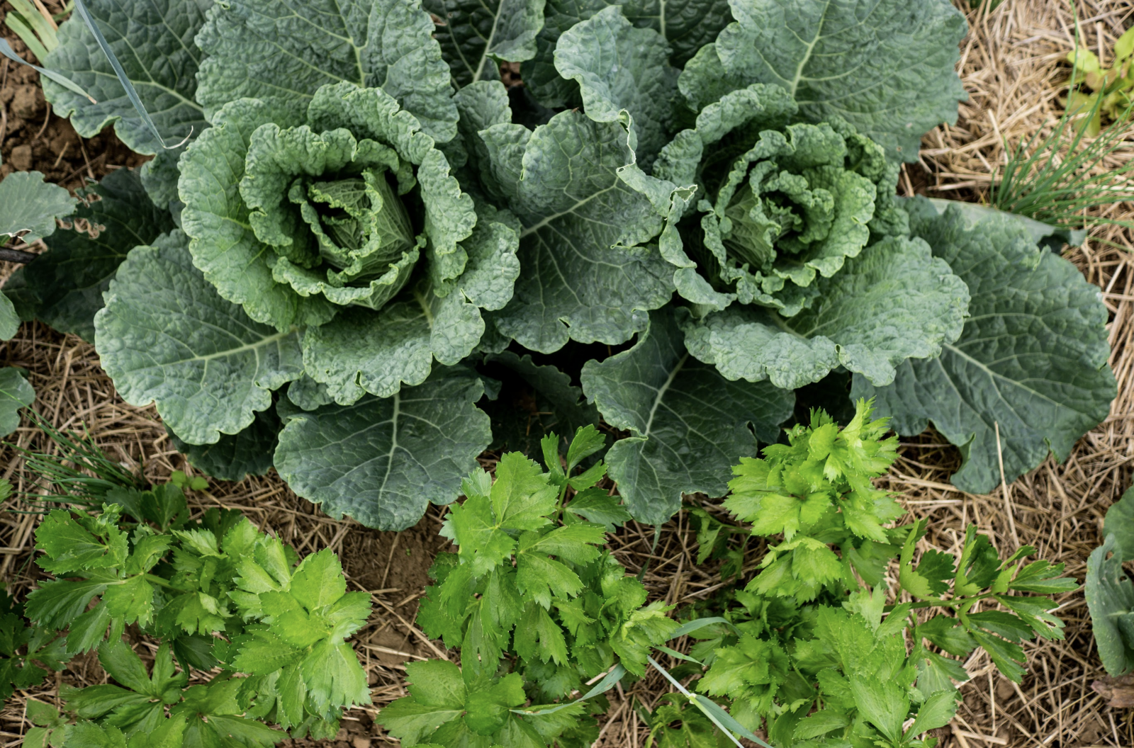 Cabbage plant in bed with mulch layer