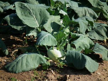 Kohlrabi pflanzen im Hochbeet und Garten