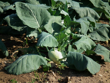 Growing Kohlrabi in Raised Beds and the Garden