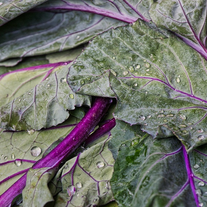 picked kohlrabi leaves