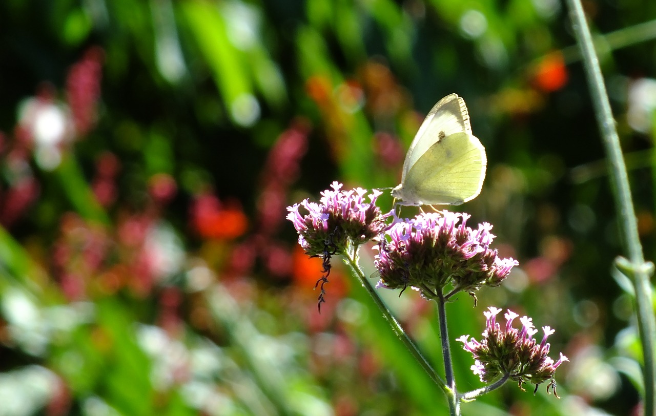 cabbage white butterfly