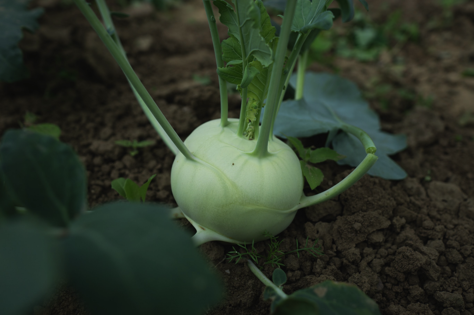 Planting kohlrabi