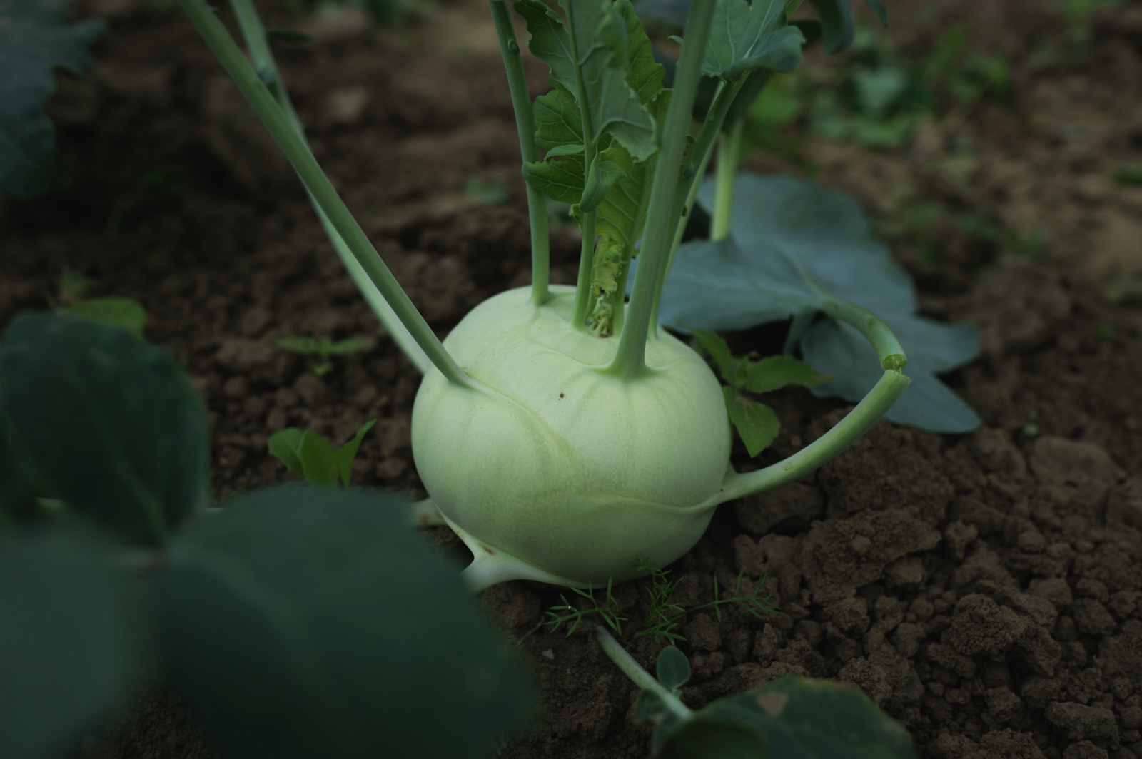 Kohlrabi pflanze