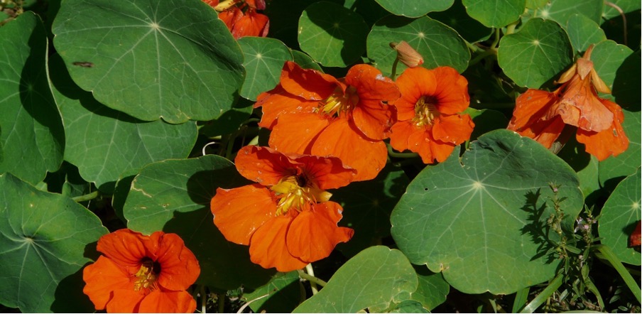 Nasturtium as a bait plant for the cabbage white butterfly