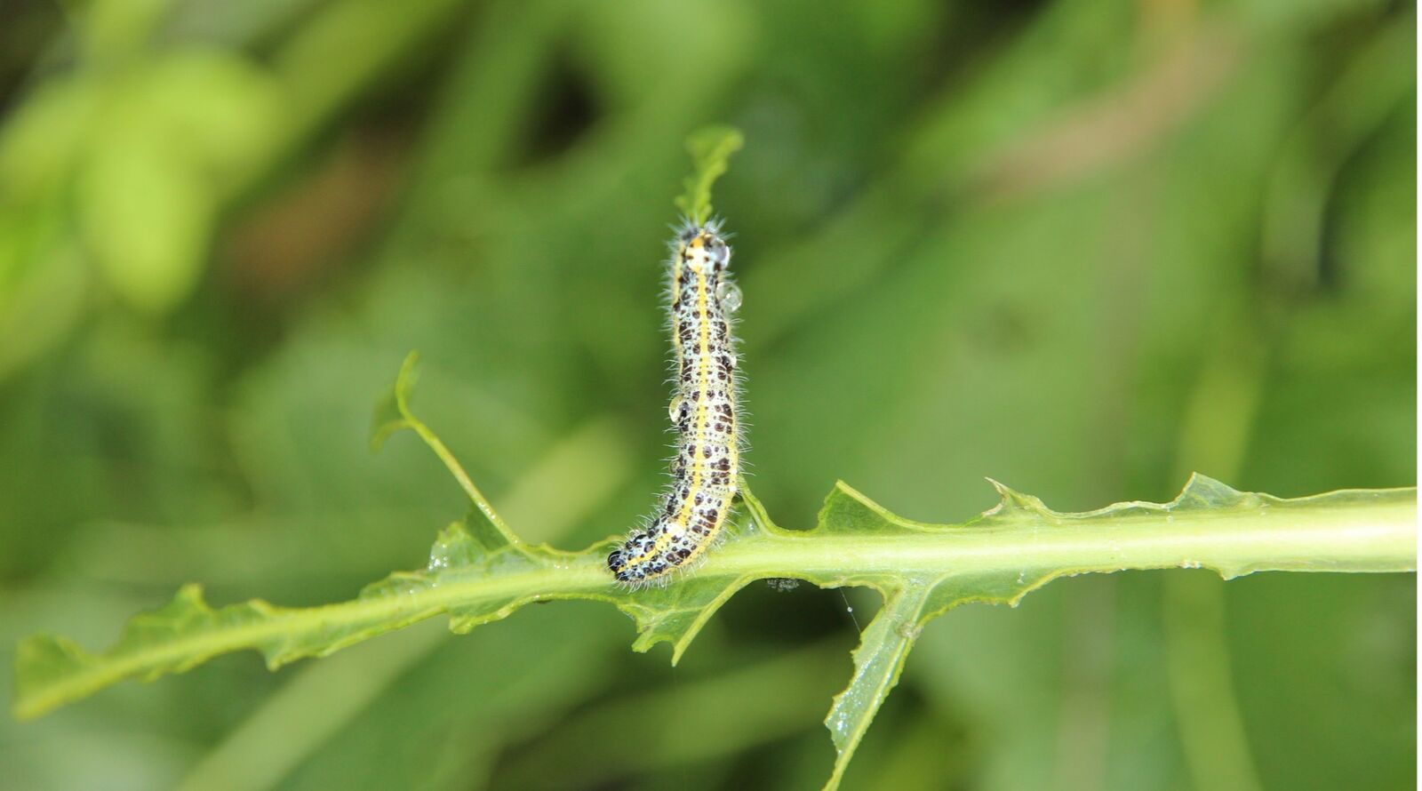 Cabbage white butterfly caterpillars