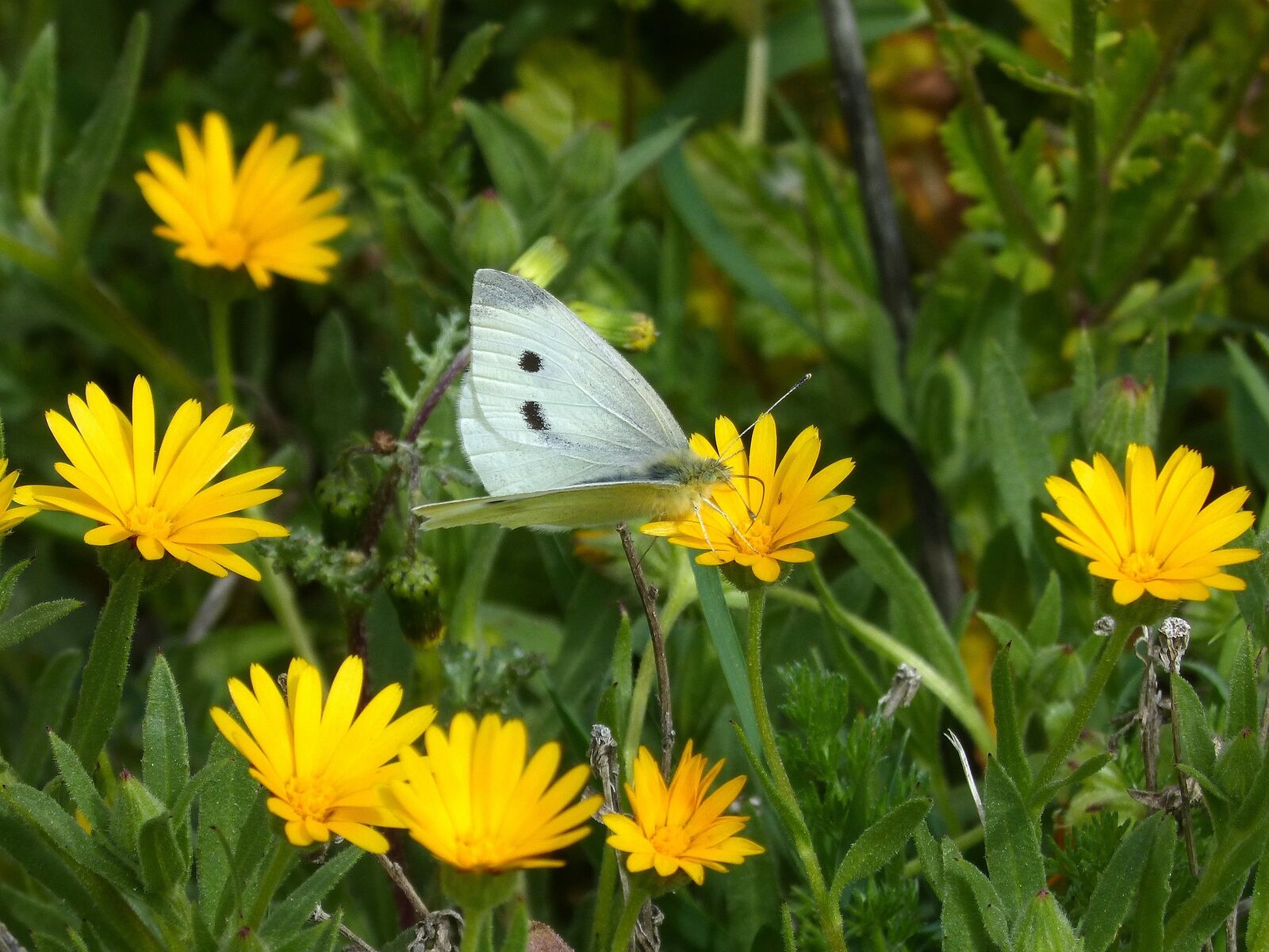 Small cabbage white butterfly