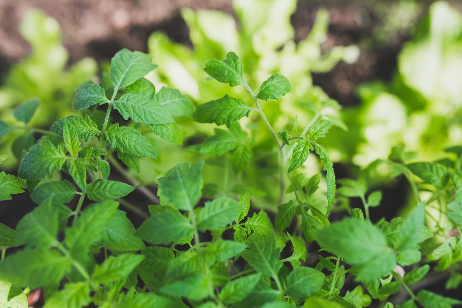 tomato leaves