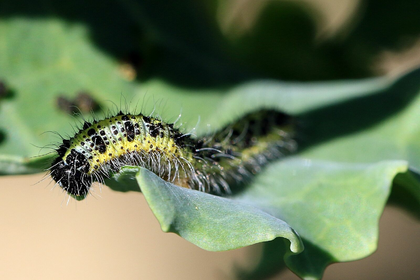 Cabbage White Butterfly in the Garden: How to Prevent and Control