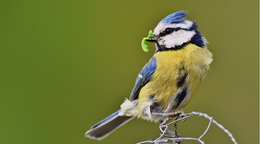 Birds as beneficial insects in the garden