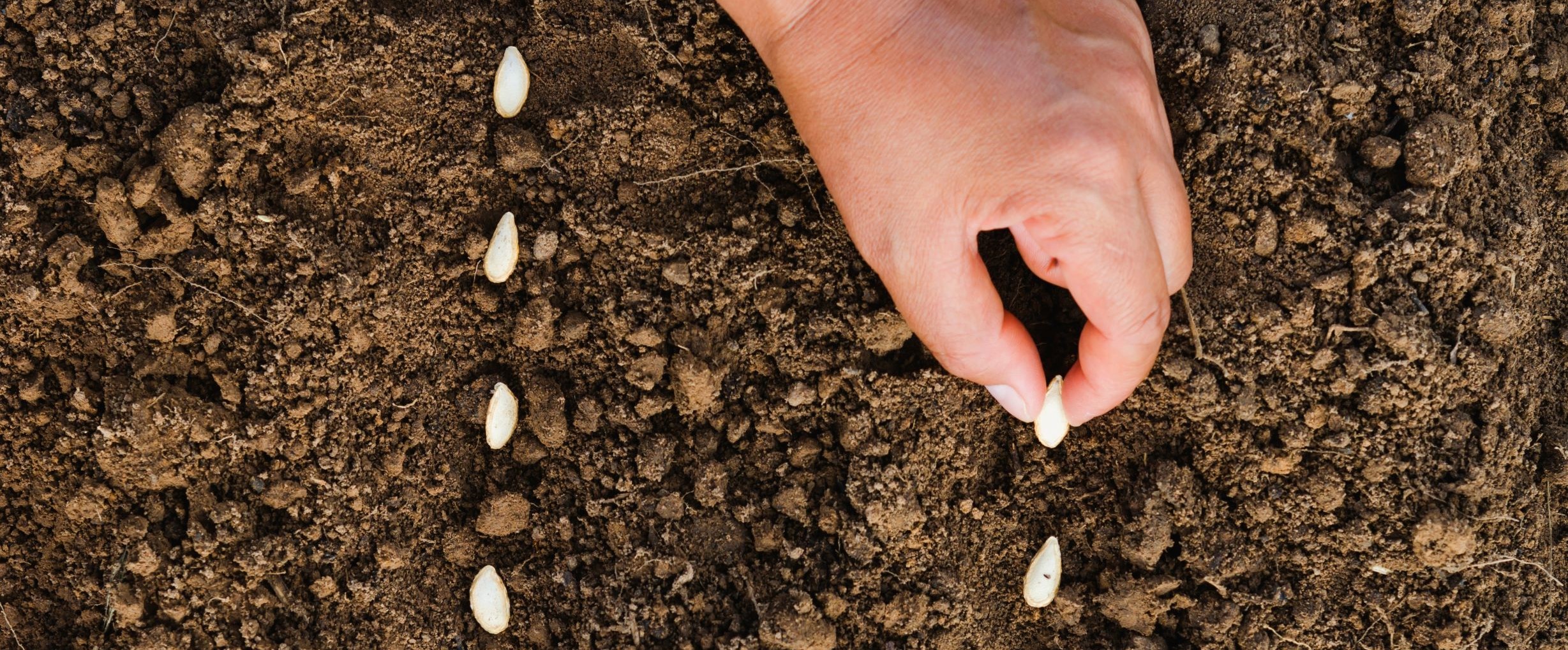 Freshly prepared bed with seeds