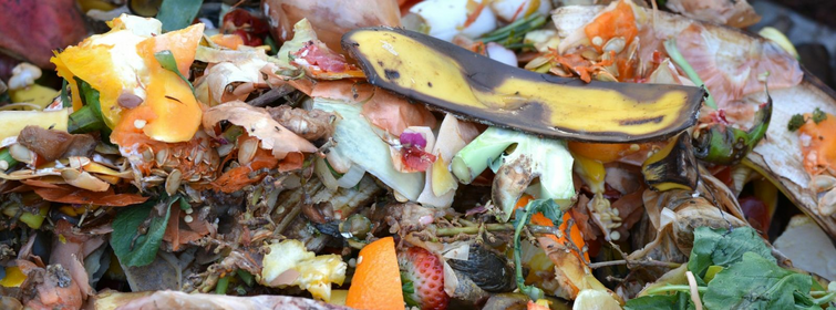How to Make Compost Tea: Recipe & Tips