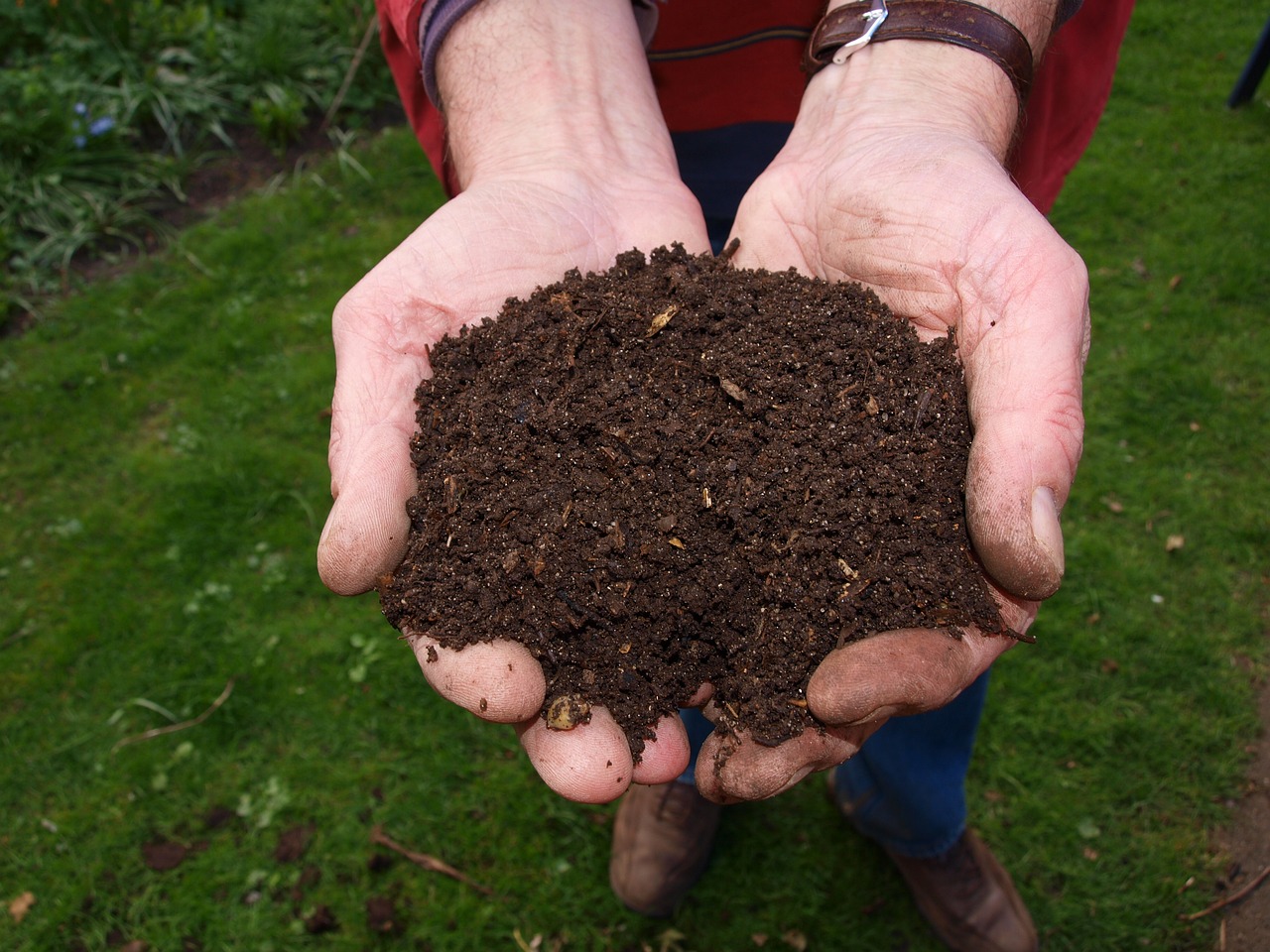 Hands filled with compost