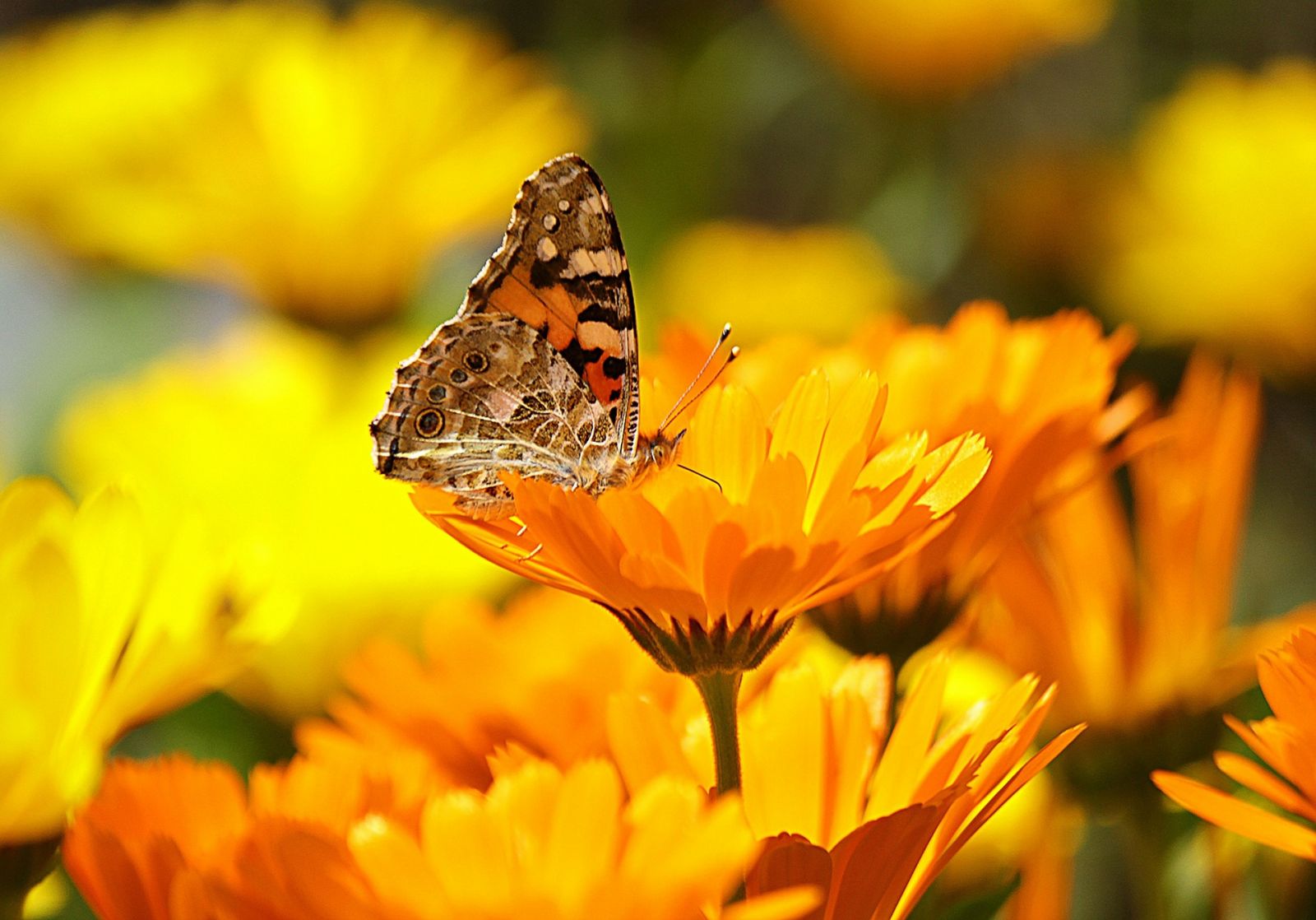 Marigold with butterfly