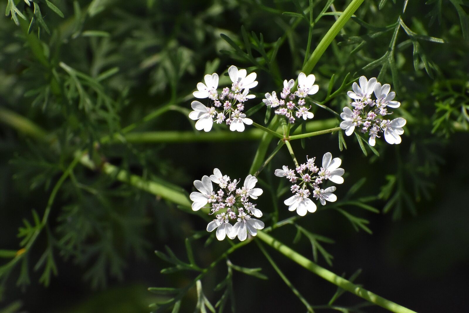 Korianderblüte