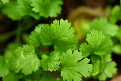 Growing Coriander: Tips for Companion Plants & Mixed Cultivation