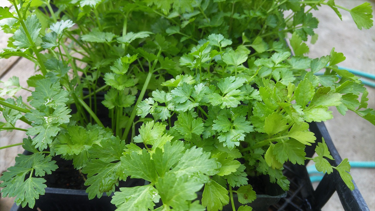 Coriander plant in a pot