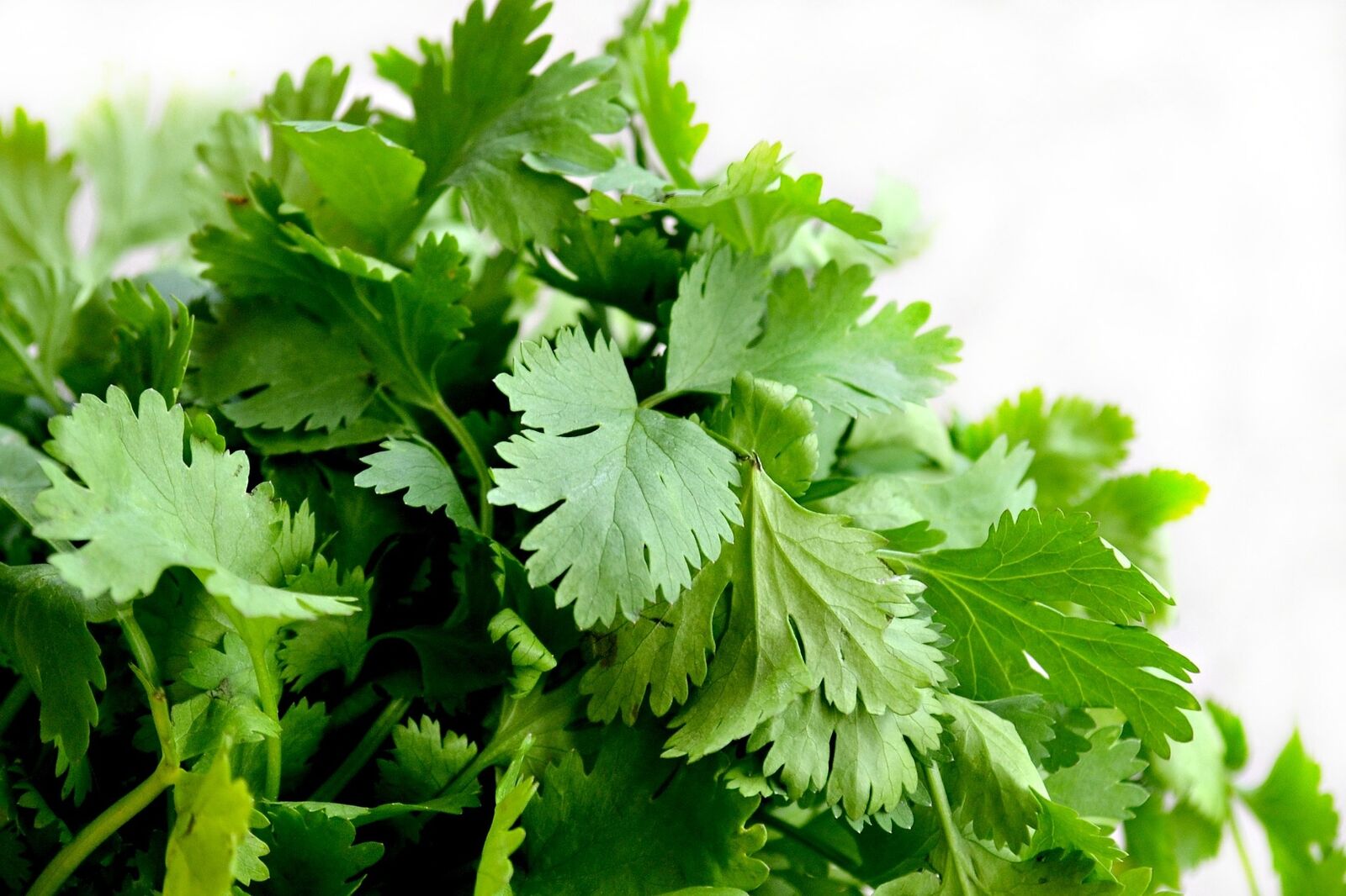 Coriander leaves