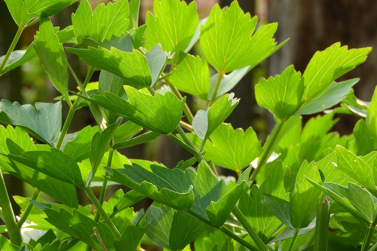 Mixed herb culture with lovage