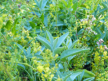 What Herbs Can Be Planted Together?