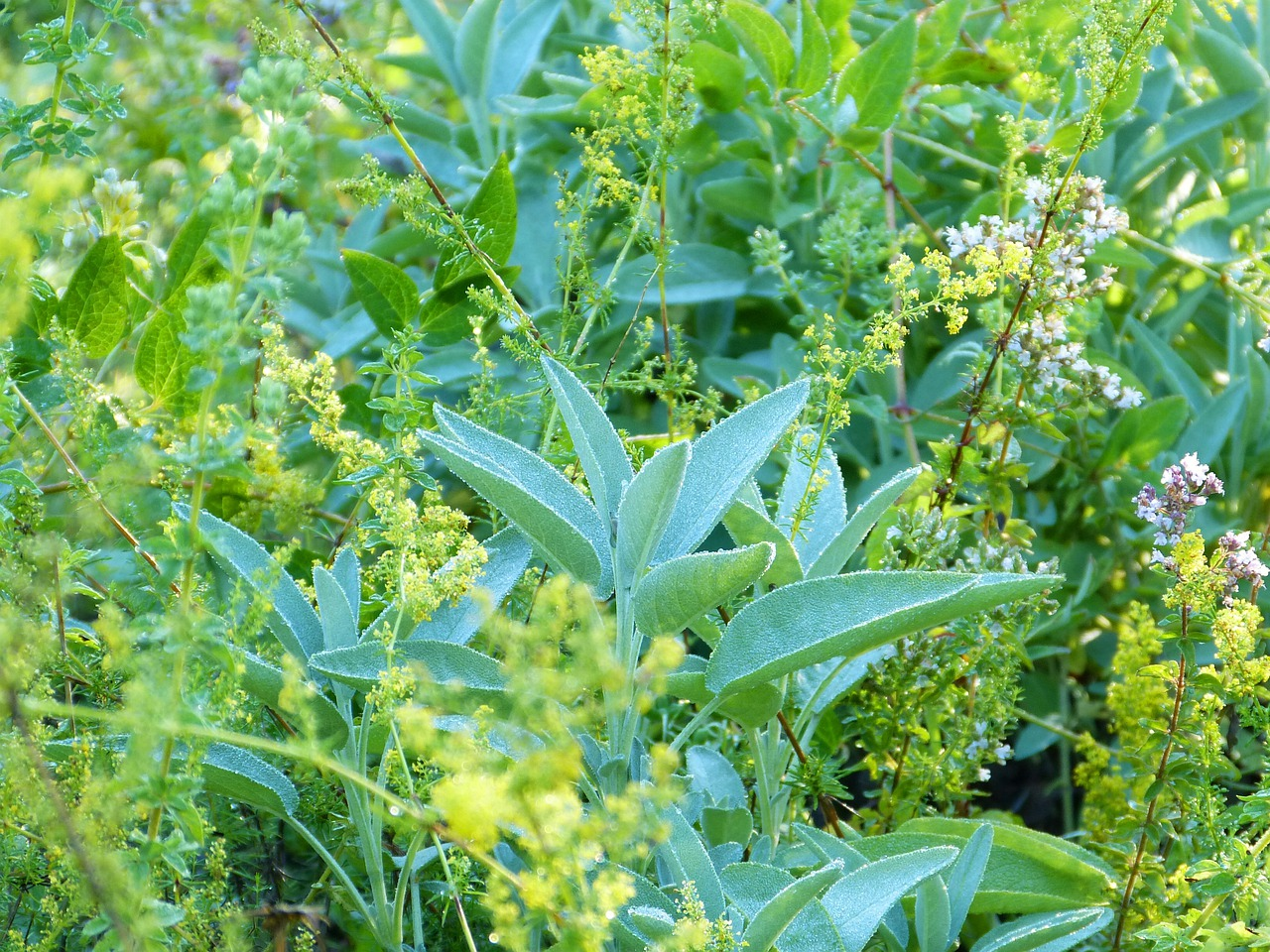 What Herbs Can Be Planted Together?