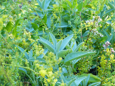 What Herbs Can Be Planted Together?