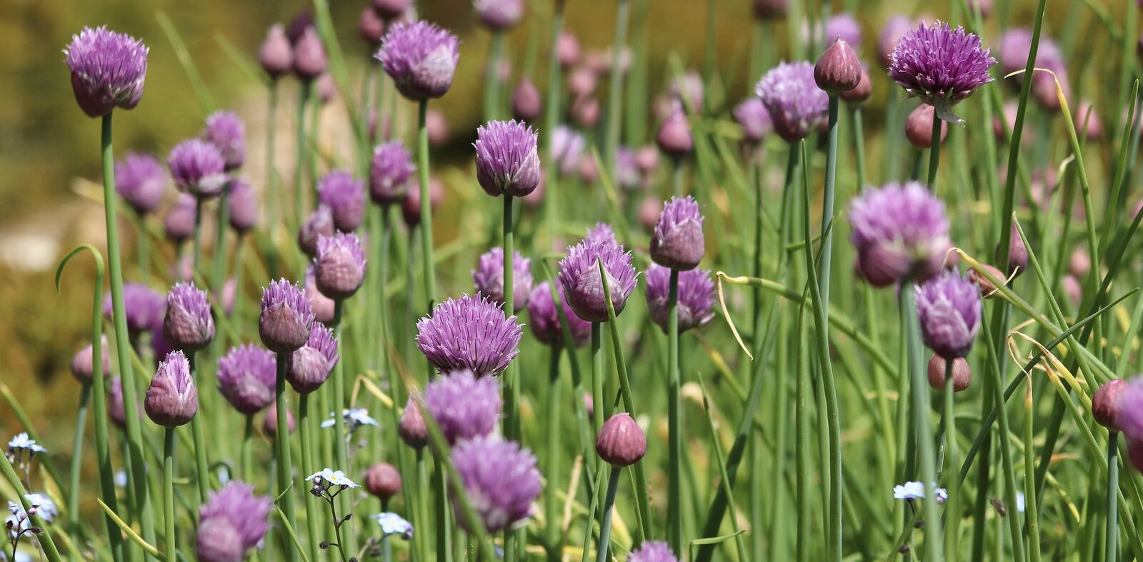 Flowering chives