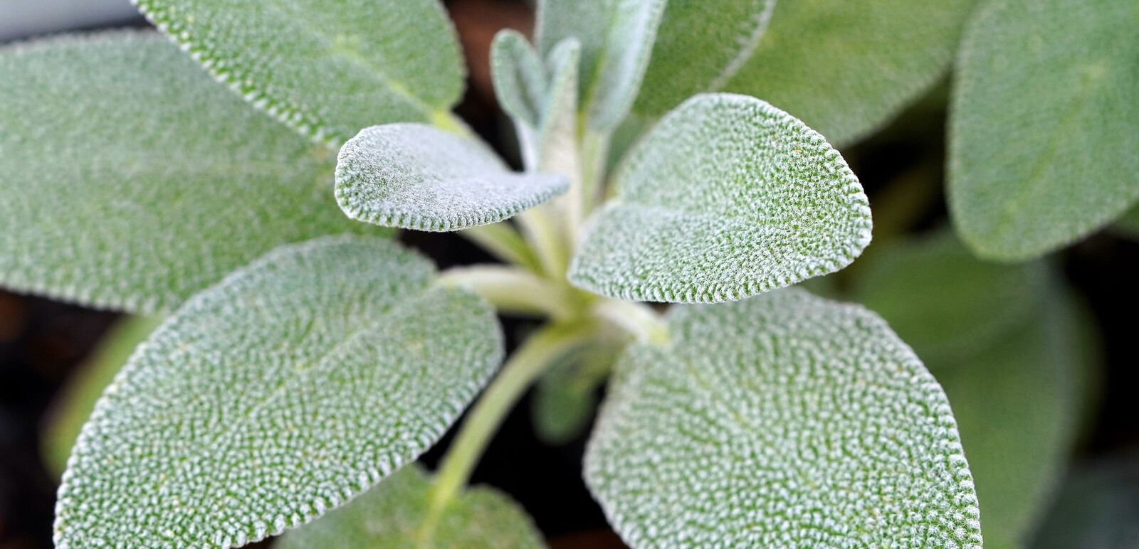 Sage plant