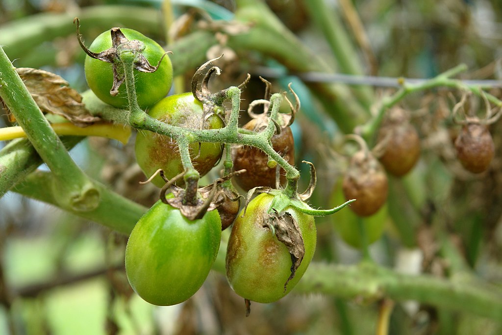 Blight on tomatoes