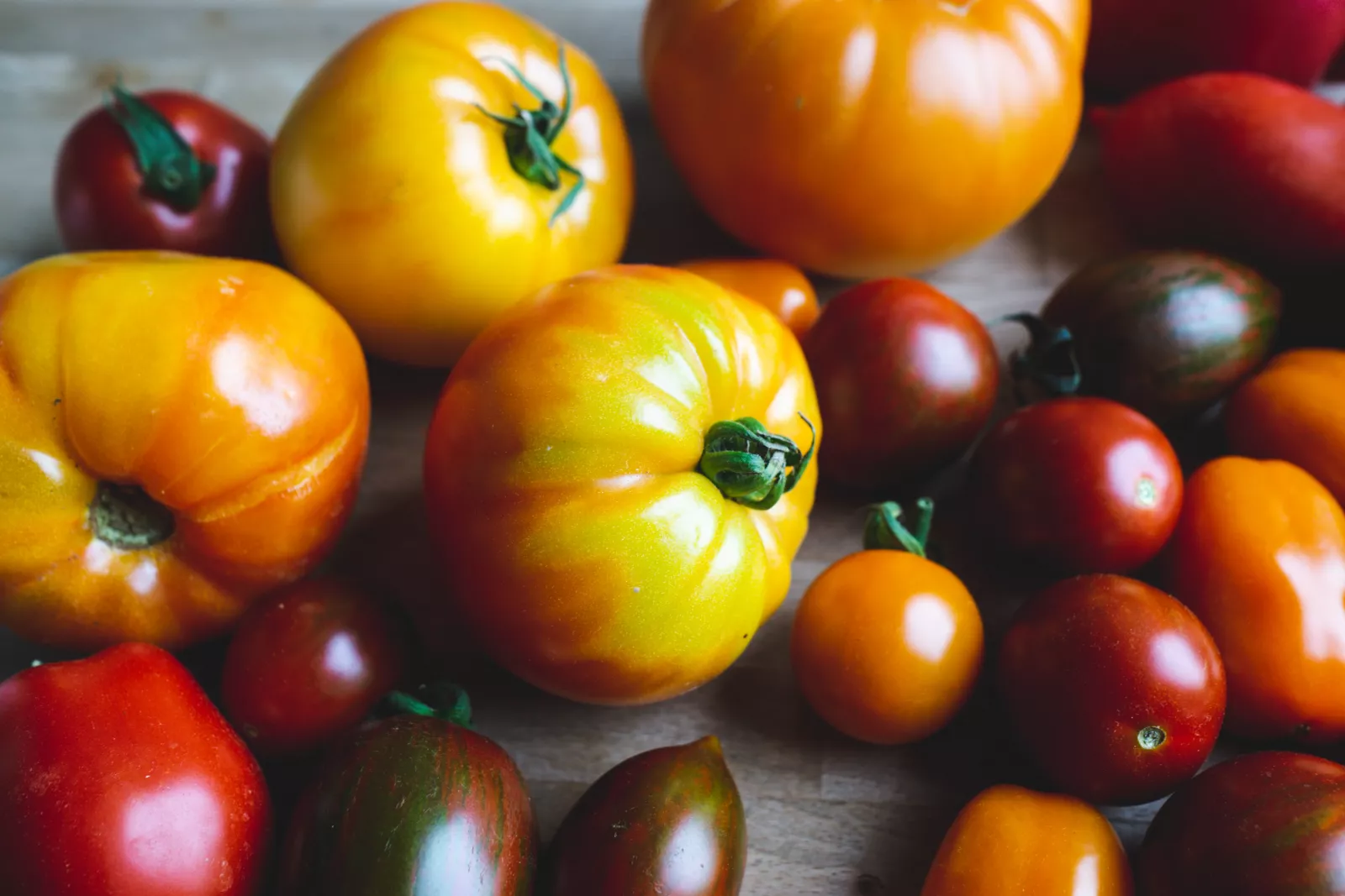 Diverse bunte Tomatensorten