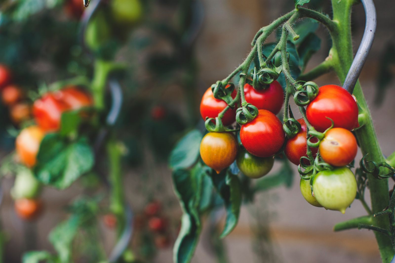 Gesunde Tomatenfrüchte an der Pflanze.