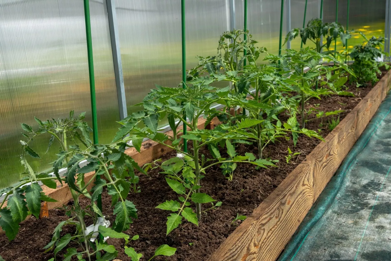 Tomatoes in the greenhouse