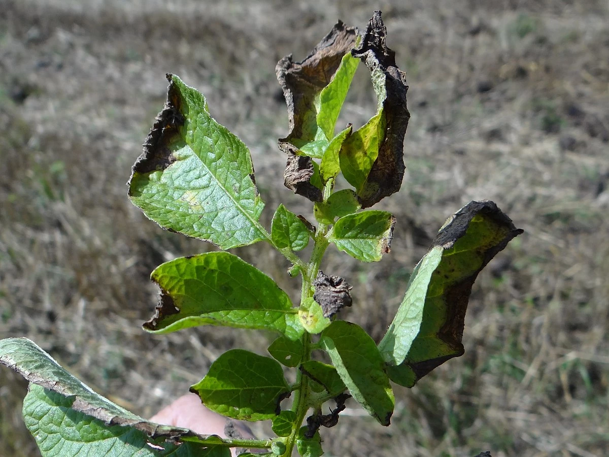 Damage pattern of late blight in potatoes