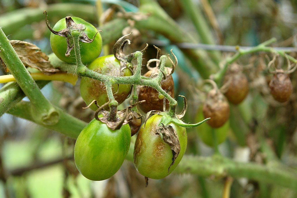 Kraut- und Braunfäule an Tomaten