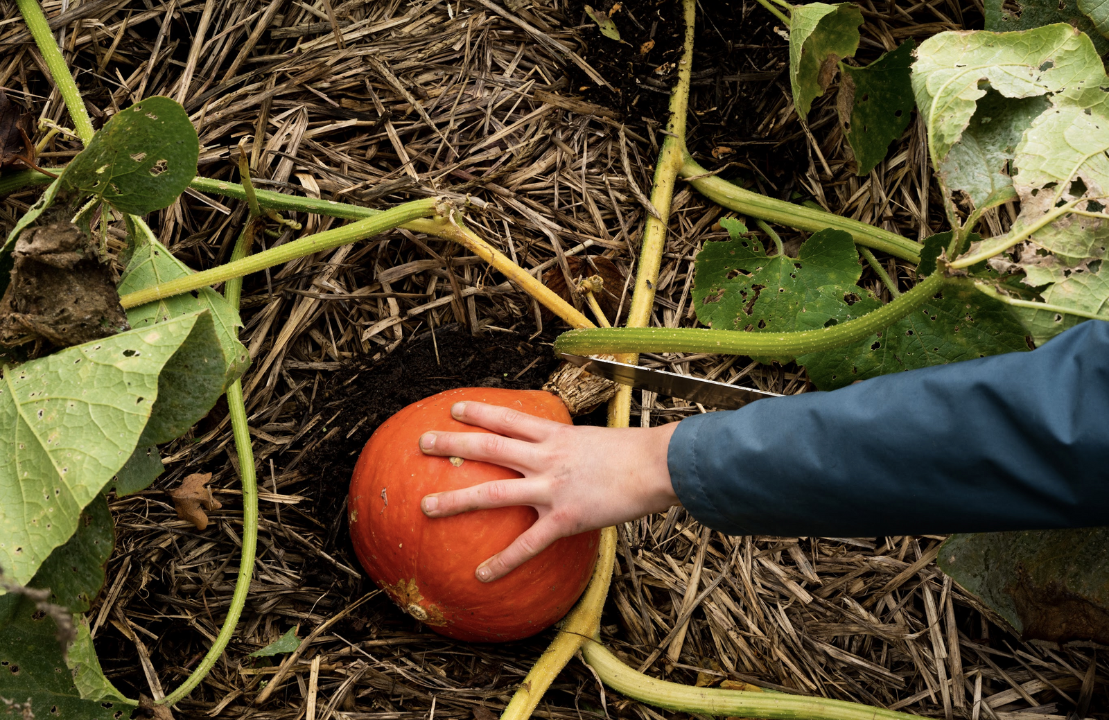 Ripe pumpkin is harvested