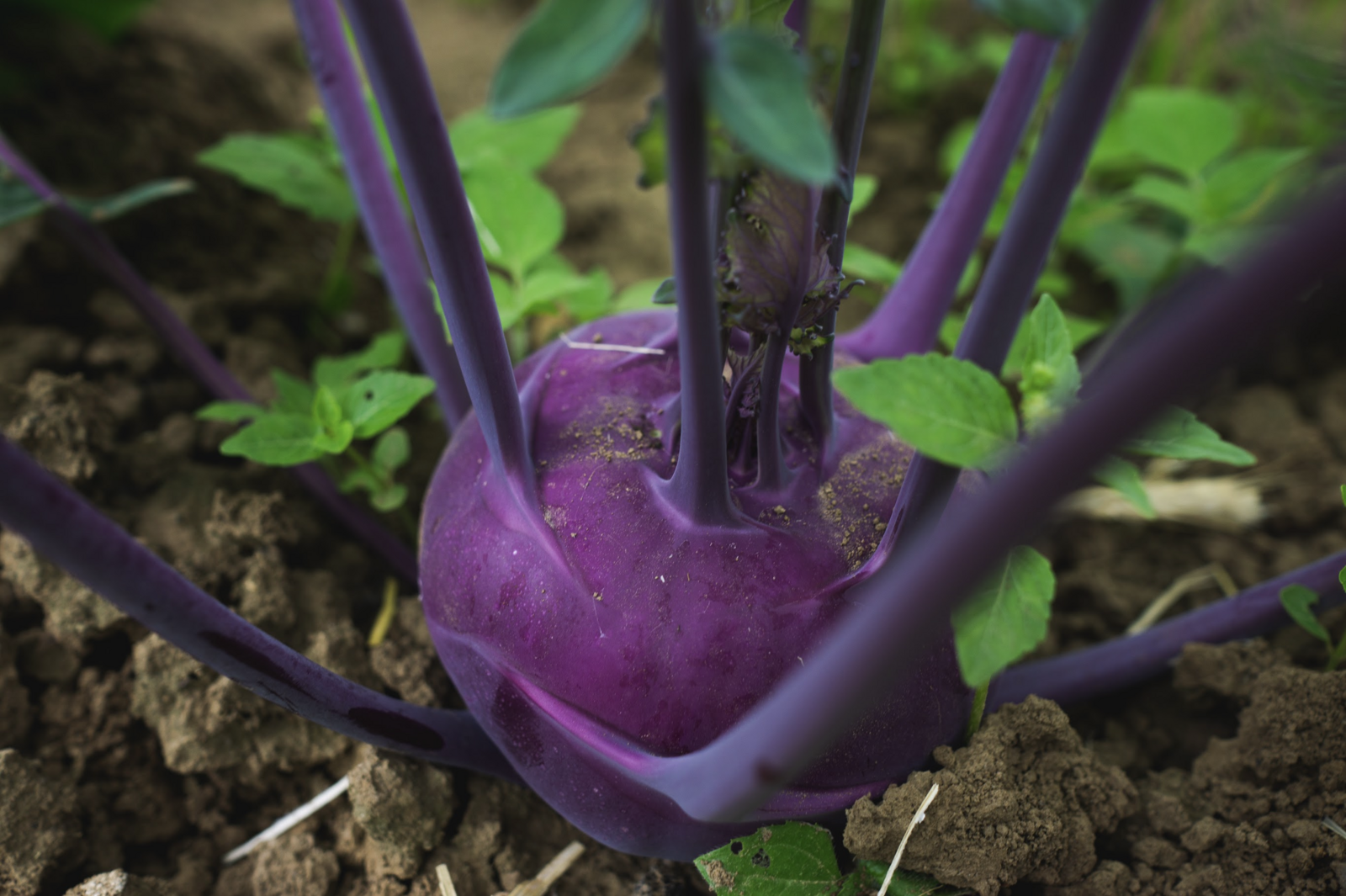 Kohlrabi plant