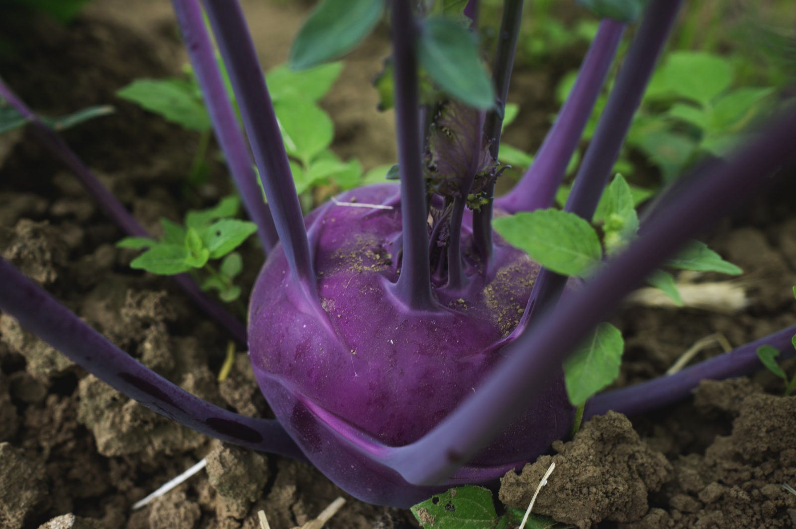 Kohlrabipflanze