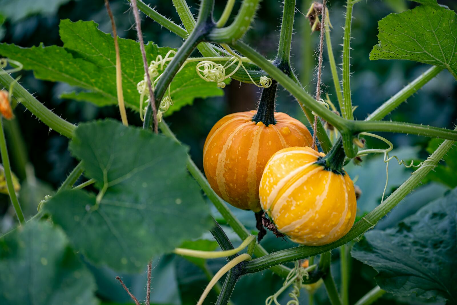 Companion Planting With Pumpkin: Good and Bad Companion Plants