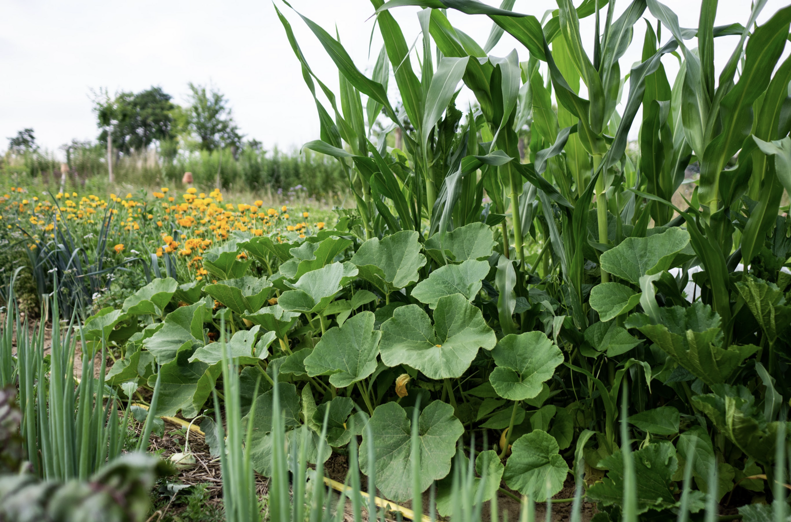 Milpa Bed