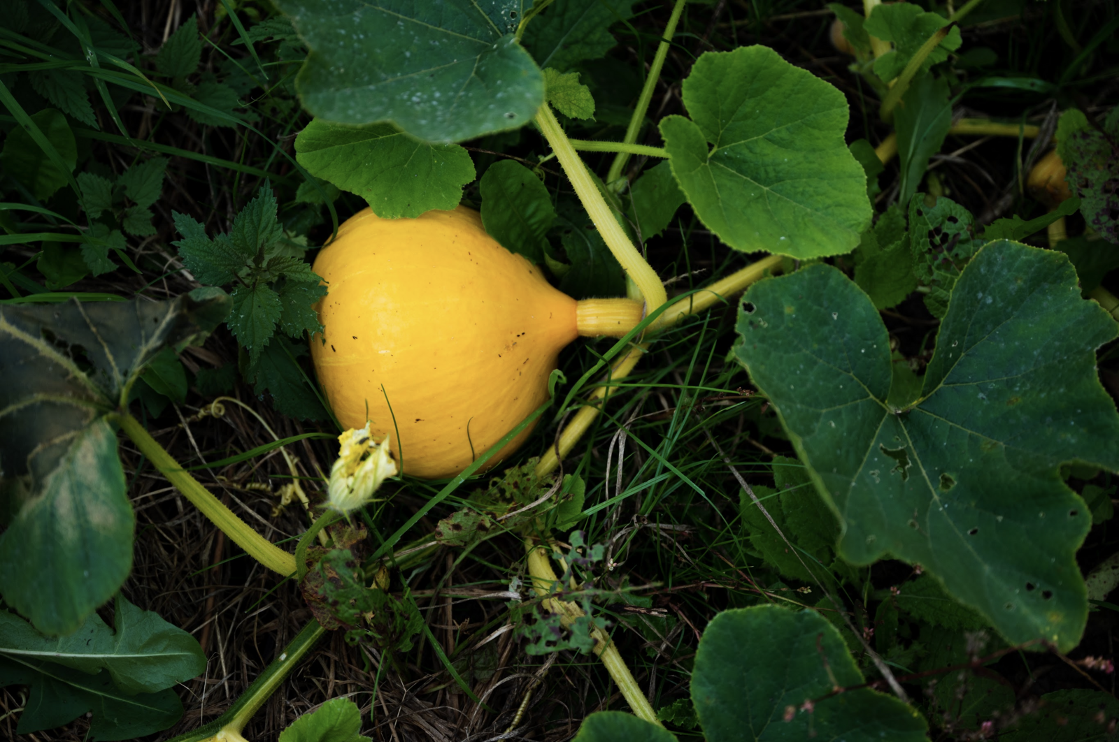 Pumpkin plant