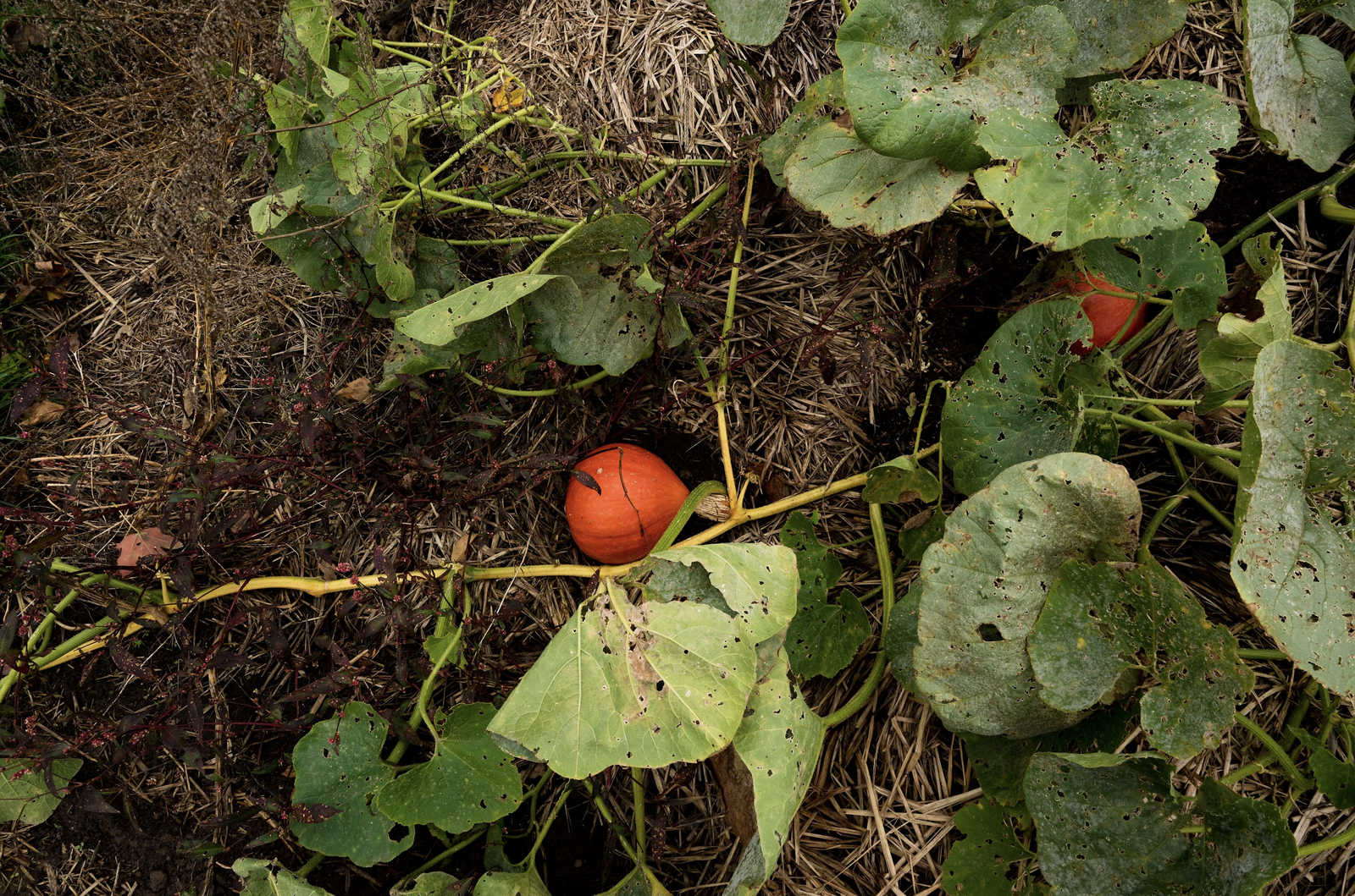 Pumpkin plant at the foot of a compost