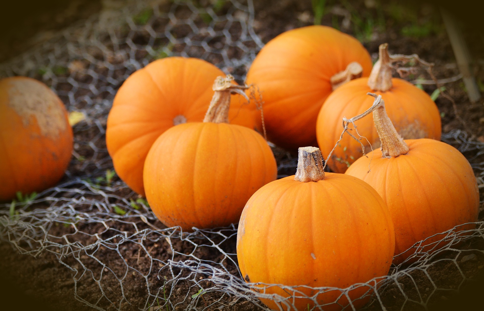 Pumpkin freshly harvested